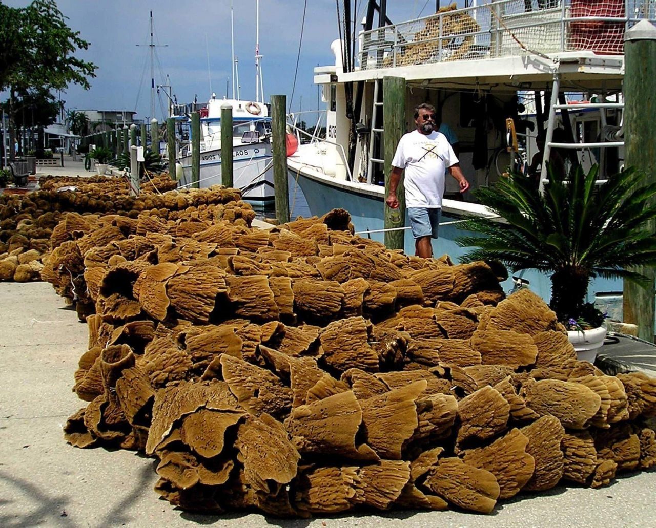 tarpon springs
