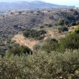 OleaJuice.olive.grove.landscape.Peloponnese.full-min-1