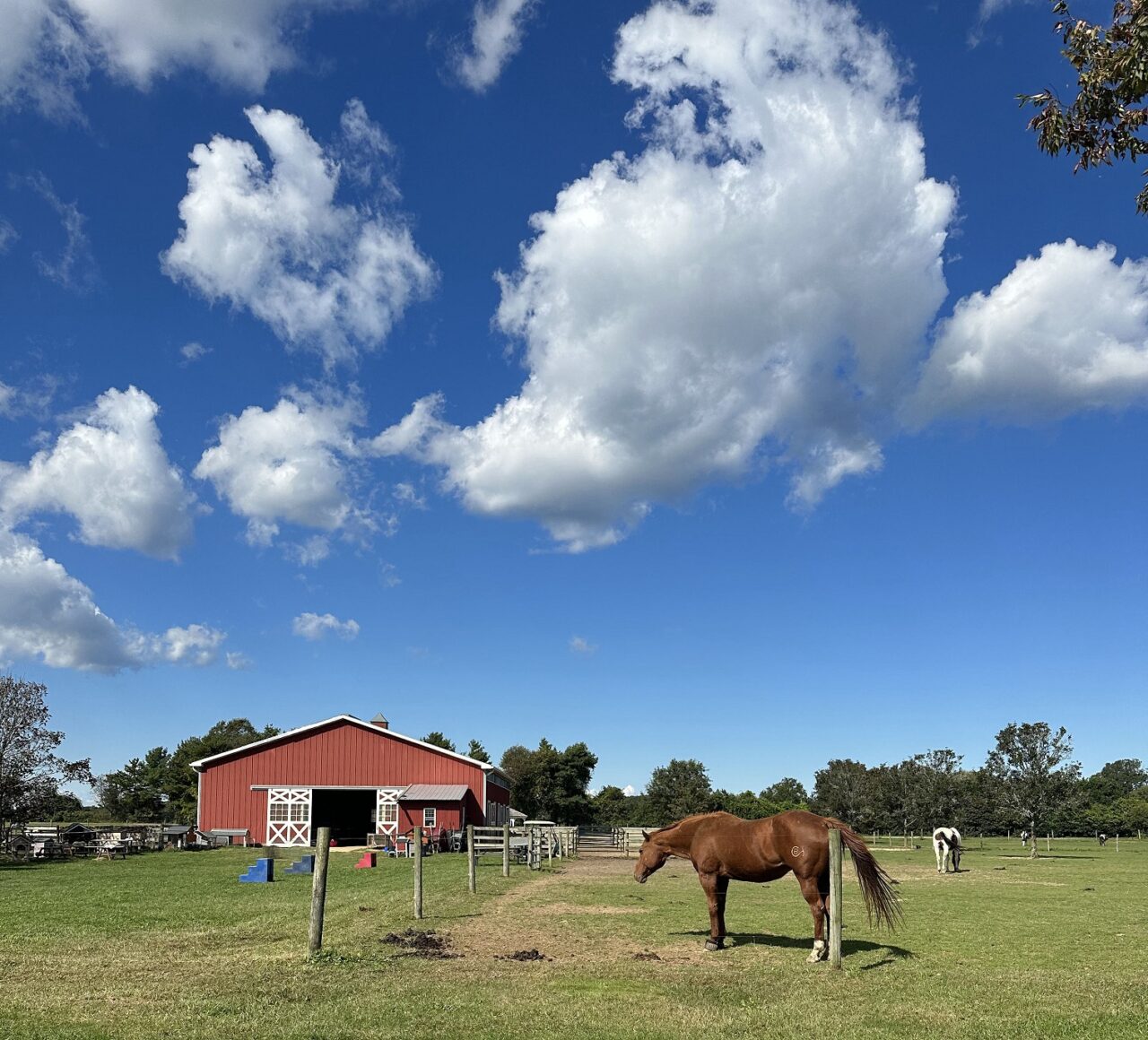 Pony Farm Spreads Happiness During Holiday Season