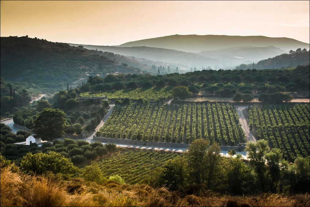 Ηράκλειο: Συνάντηση εργασίας για τη στρατηγική ανάπτυξη του κρητικού αμπελώνα Ηράκλειο Συνάντηση εργασίας για τη στρατηγική ανάπτυξη του κρητικού αμπελώνα