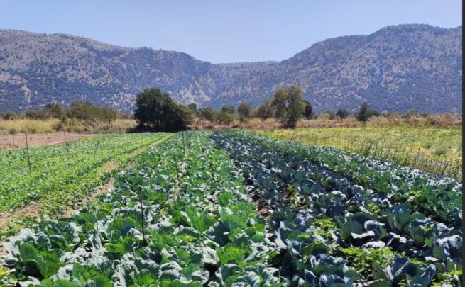 Μεταξάς: αναγεννητική ιδέα τουρισμό