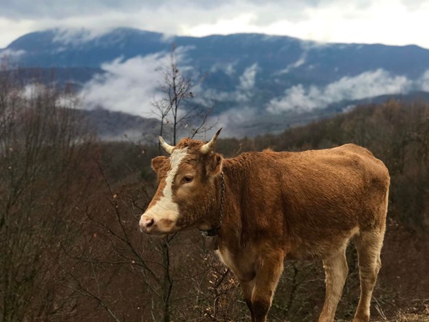 Metsovo and the Zagorohoria 9