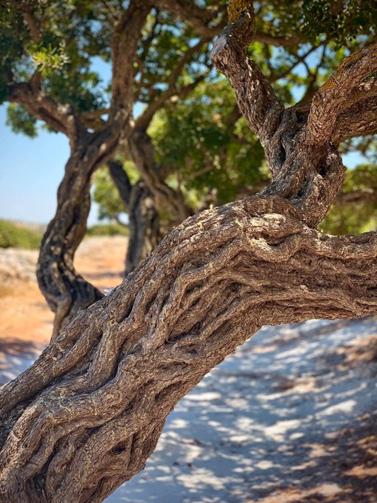 The mastiha tree, or “sxinos.”