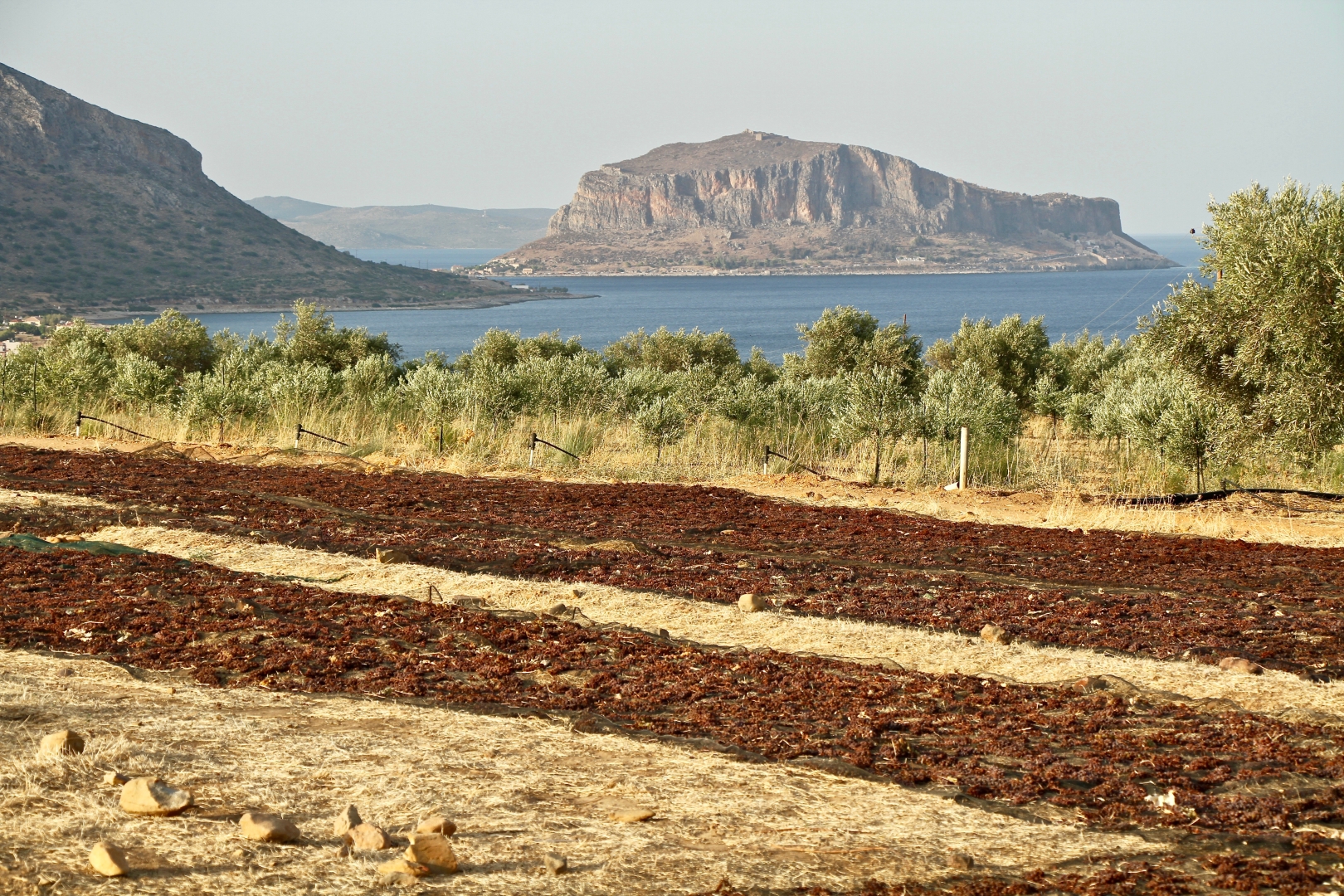 Μαλβαζία: Ο οίνος–θρύλος που κυριάρχησε για πέντε αιώνες 2
