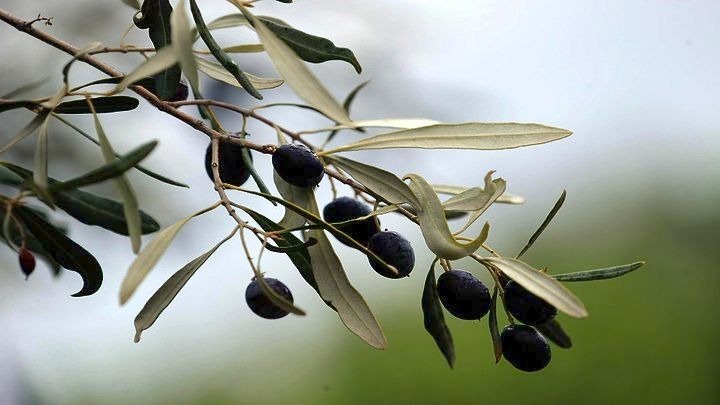 Χαλκιδική: Δημιουργία Διακρατικού Κέντρου Επαγγελματικής Αριστείας στον τομέα της Ελαιοπαραγωγής μέσω του ευρωπαϊκού έργου «ELIA» Δημιουργία Διακρατικού Κέντρου Επαγγελματικής Αριστείας