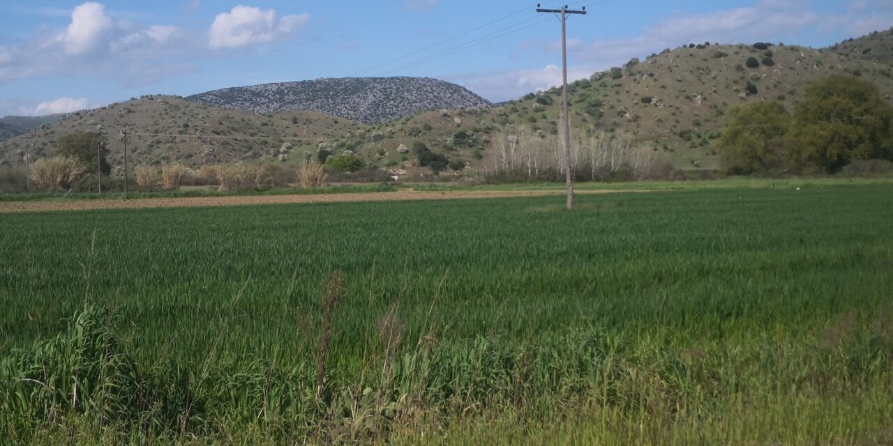 Η καλλιέργεια της αγριοαγκινάρας προσφέρει σημαντικά ενεργειακά και περιβαλλοντικά οφέλη, σύμφωνα με το Εργαστήριο Γεωργίας του Πανεπιστημίου Θεσσαλίας Η καλλιέργεια της αγριοαγκινάρας προσφέρει περιβαλλοντικά οφέλη