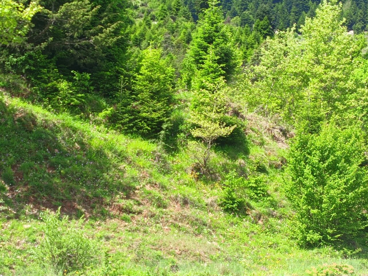 Η αρχή της ιστορικότητας στη διαχείριση των φυσικών οικοσυστημάτων