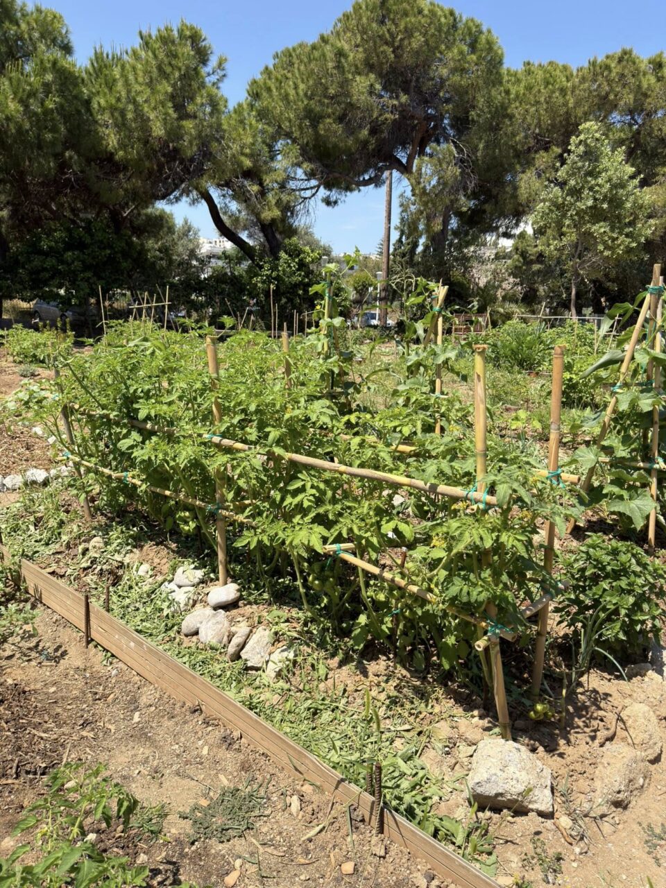 Ρόδος: Ο «κήπος της κοινωνίας» καρποφόρησε γεμίζοντας αισιοδοξία όλους όσοι συμμετείχαν Ρόδος: Ο «κήπος της κοινωνίας» καρποφόρησε γεμίζοντας αισιοδοξία