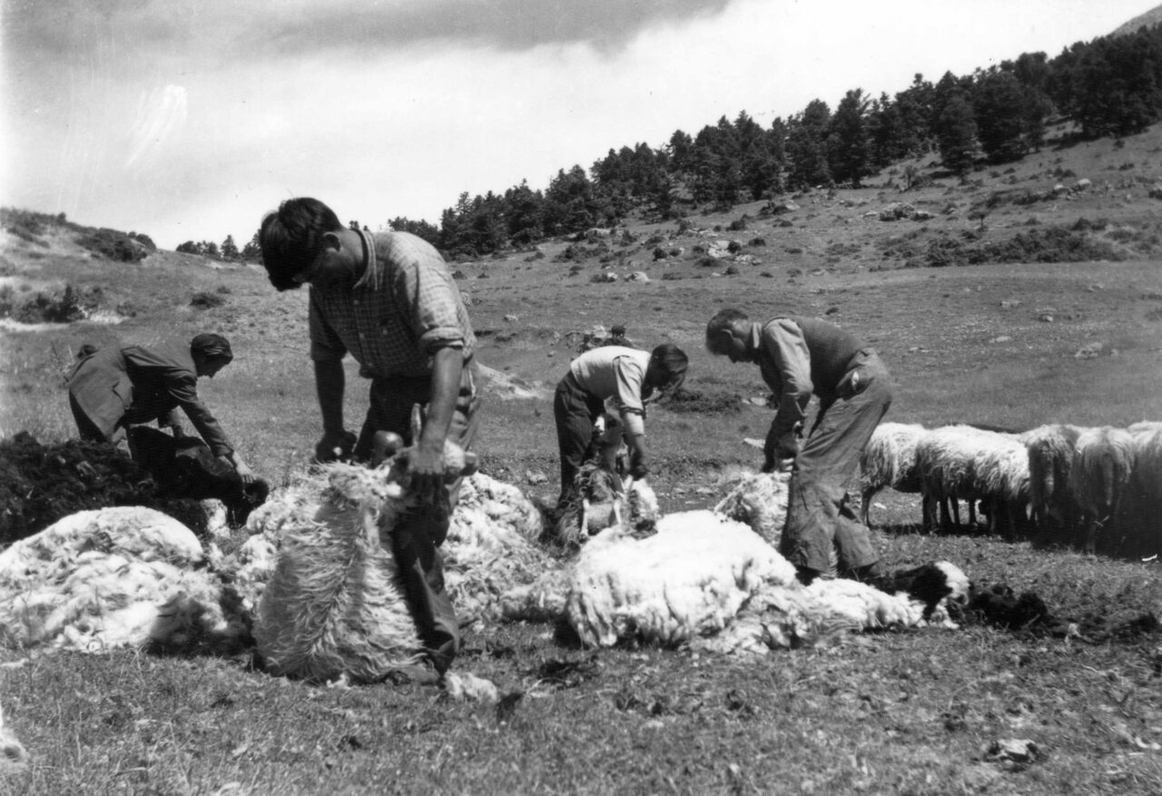 Η ποιμενική ζωή της δεκαετίας του ΄50 «μιλάει» μέσα από το αρχείο του Χ. Αραβαντινού που παραχωρήθηκε στην Ελληνική Λιβαδοπονική Εταιρία Η ποιμενική ζωή του ΄50 «μιλάει» μέσα από το αρχείο του Χ. Αραβαντινού