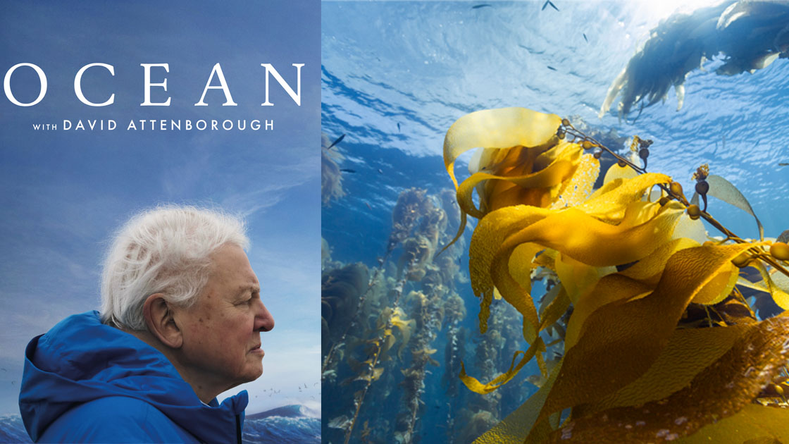 «Ocean with David Attenborough» | Εκδήλωση για την προστασία των θαλασσών με προβολή διεθνούς ντοκιμαντέρ «Ocean with David Attenborough»
